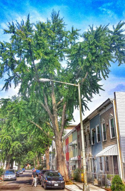 gorgeous_ginkgo.jpeg