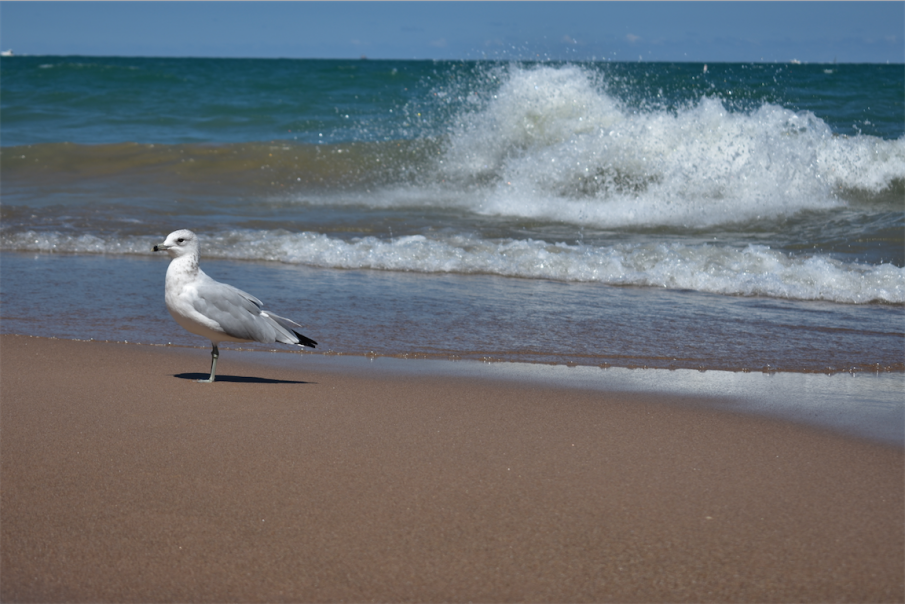 chicago_beach_image_1_real.png