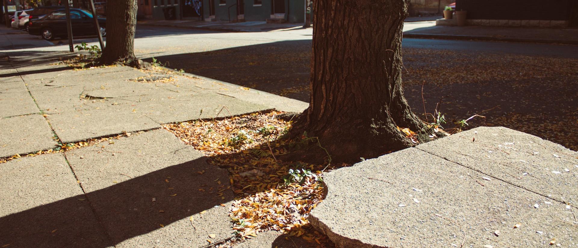 Large crack in sidewalk with raised, jagged edge