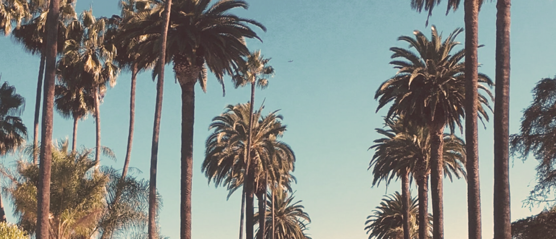 ca_palm_trees.png