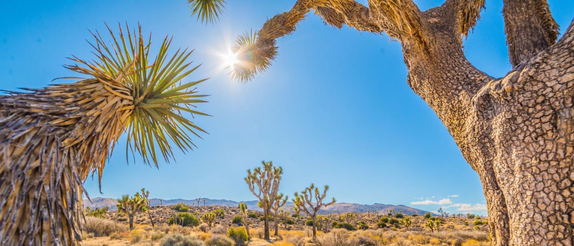 Hot sun shining down on desert
